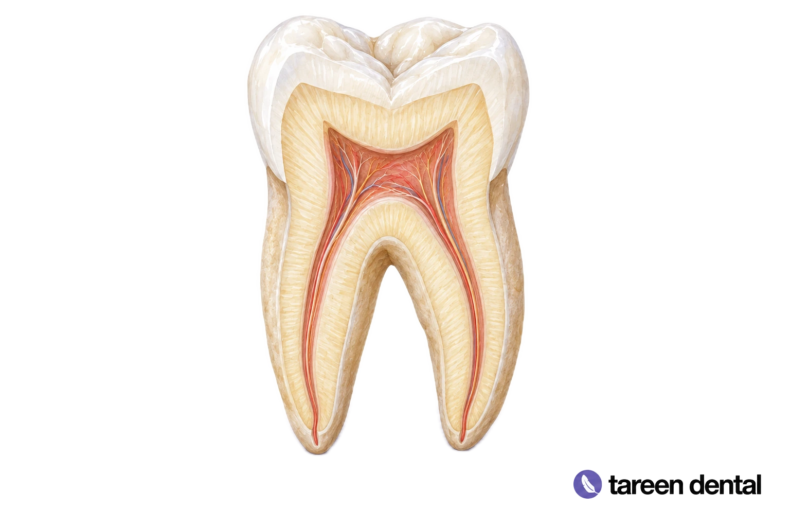 Anatomical watercolor cutaway showing the pulp chamber and root canals of a tooth